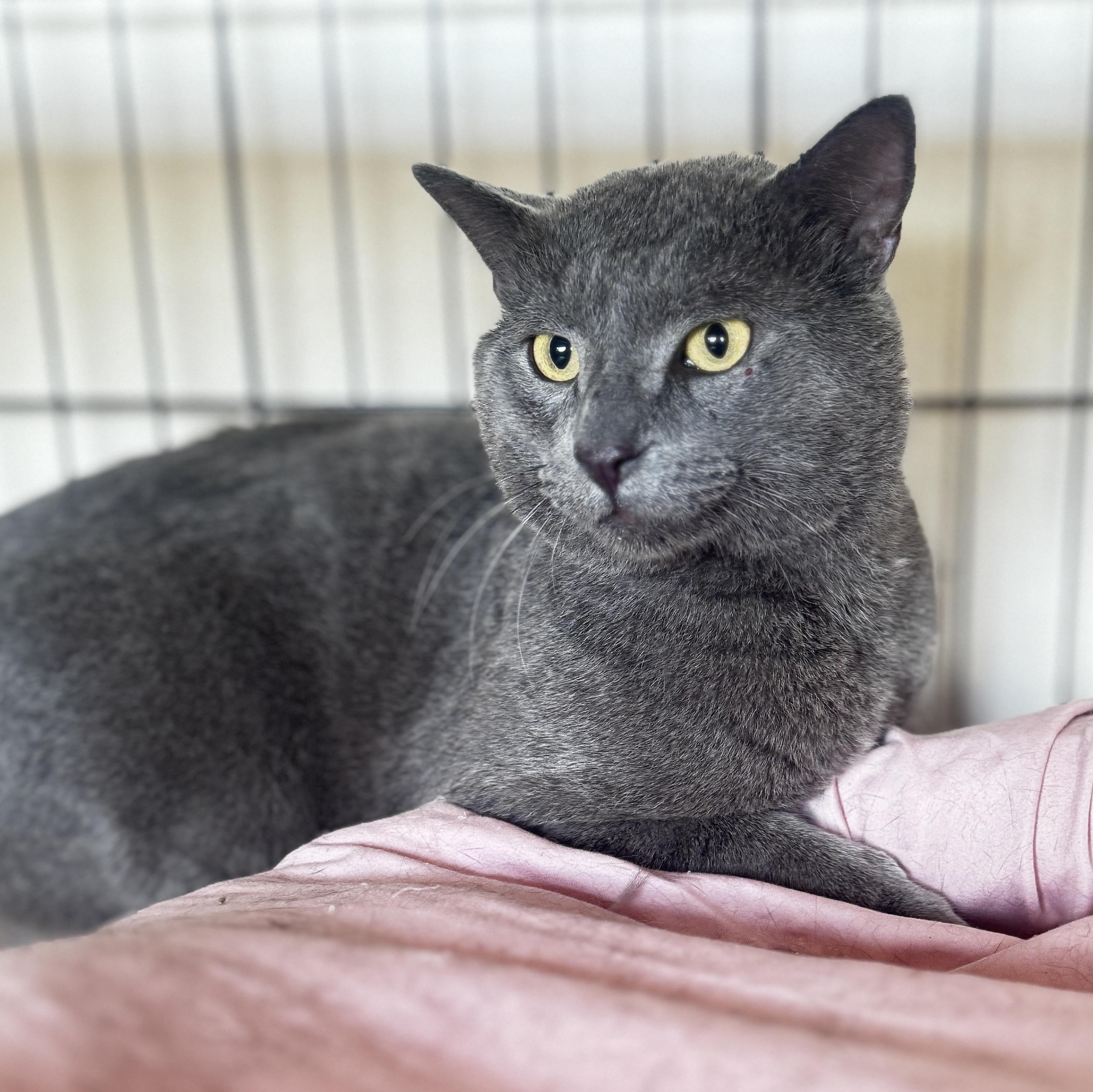 Baron, Adopted, Adult Male Russian Blue.