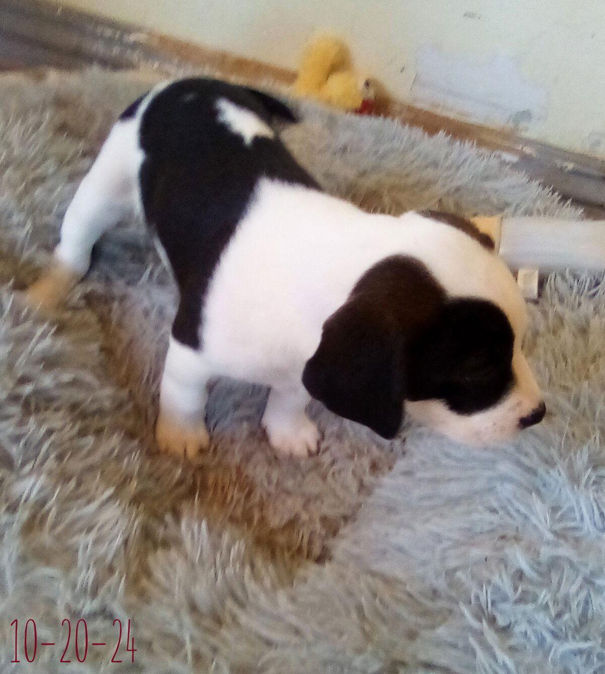 Mayberry - one of Bea's pups, Adopted, Puppy Female Beagle.