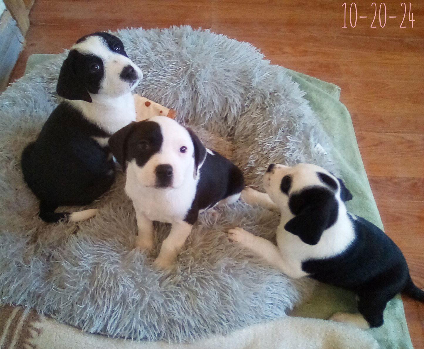 Mayberry - one of Bea's pups, Adopted, Puppy Female Beagle.