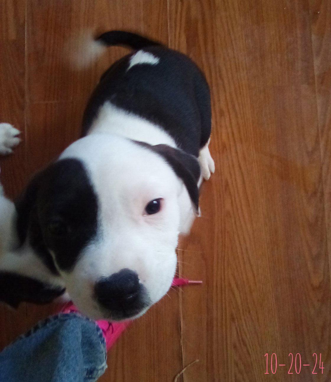 Enlarge Mayberry - one of Bea's pups, a Adopted Beagle in Apple Valley, CA image 3/3