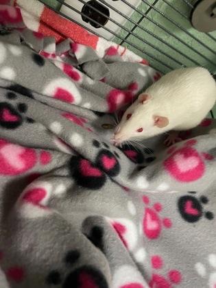 Forest, Adoptable, Adult Male Rat.