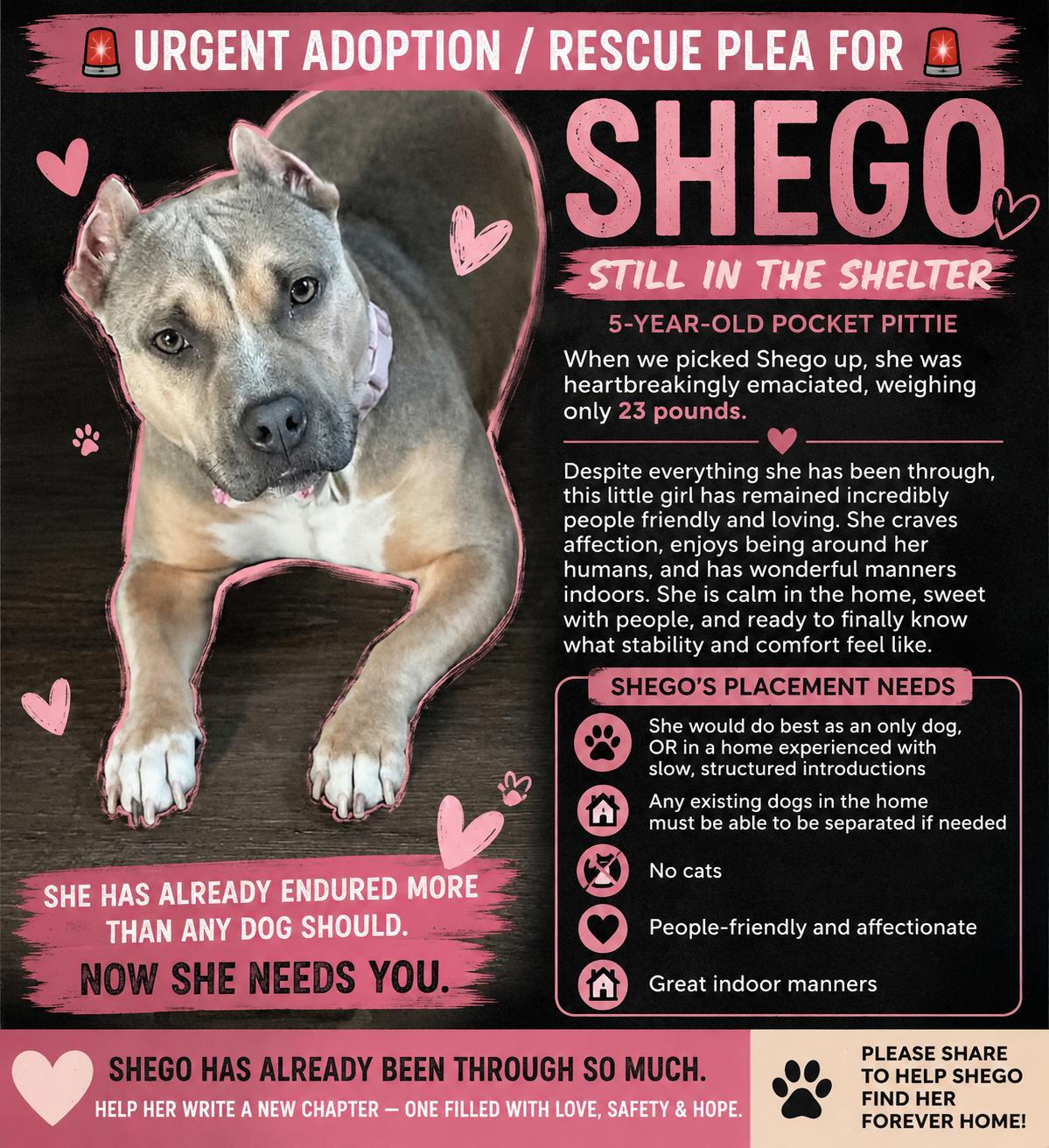Enlarge Shego , a ADOPTABLE mixed breed in Chickamauga, GA image 1/1