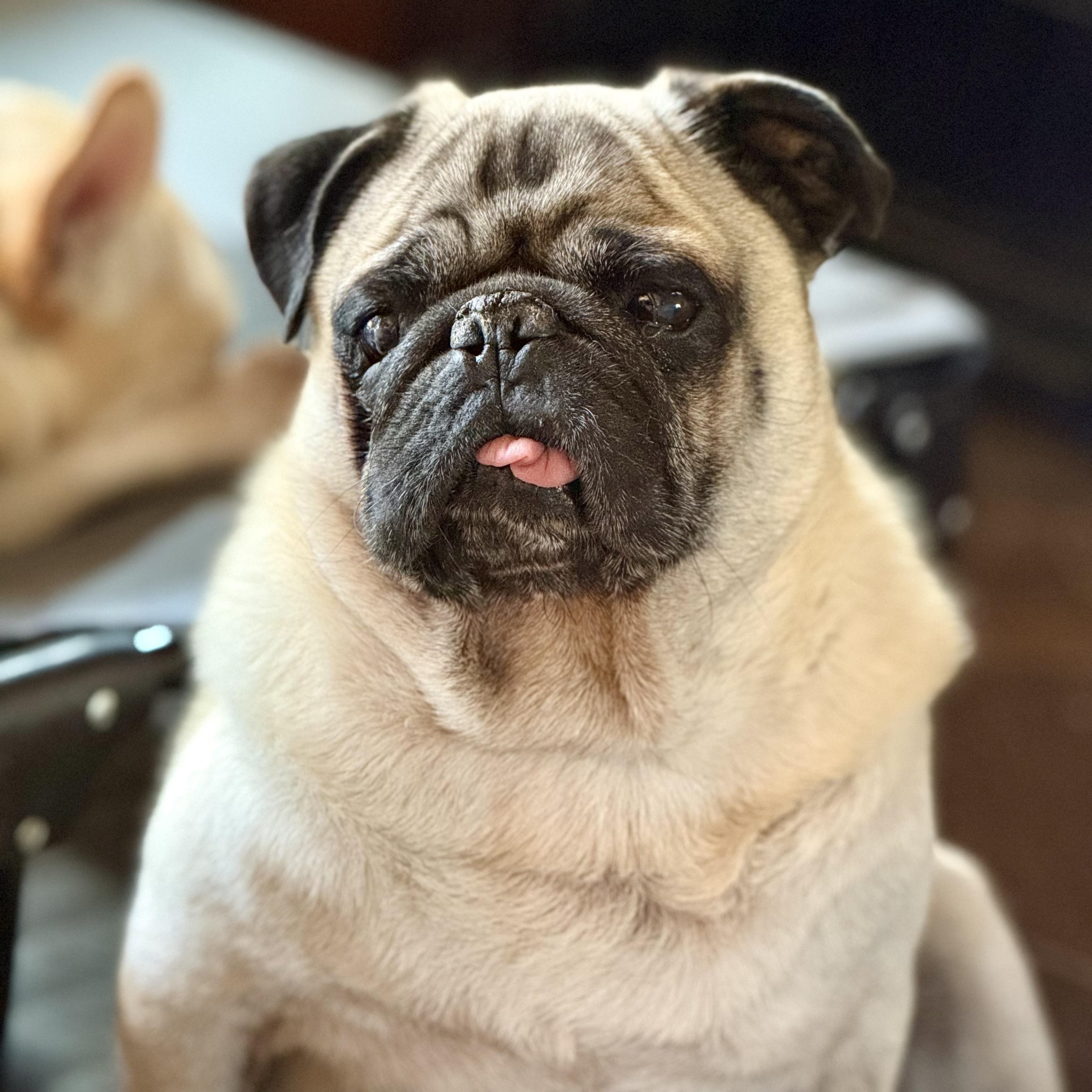 Enlarge Otis, a Adoptable Pug in Murphysboro, IL image 3/3