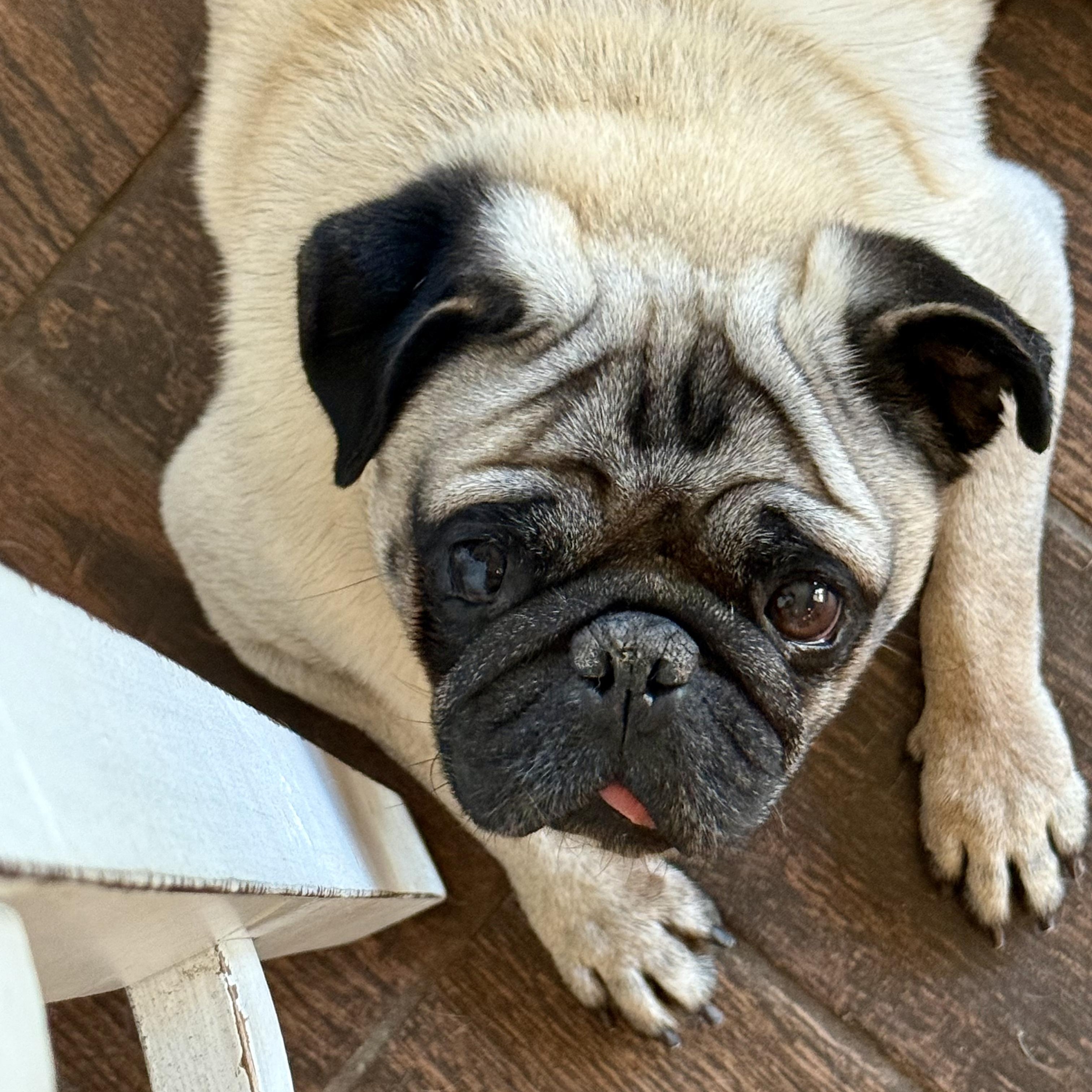 Enlarge Otis, a Adoptable Pug in Murphysboro, IL image 2/3