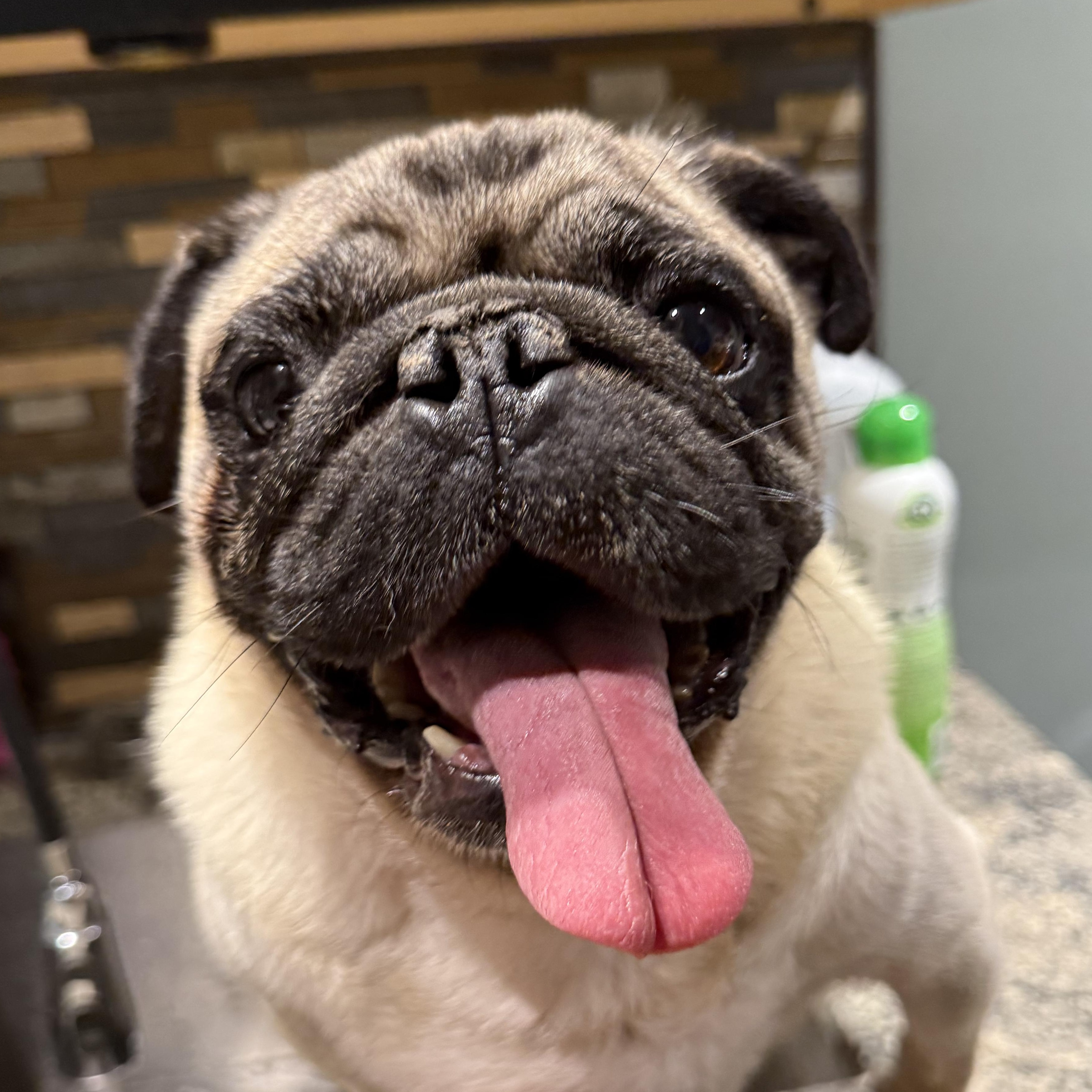 Enlarge Otis, a Adoptable Pug in Murphysboro, IL image 1/3