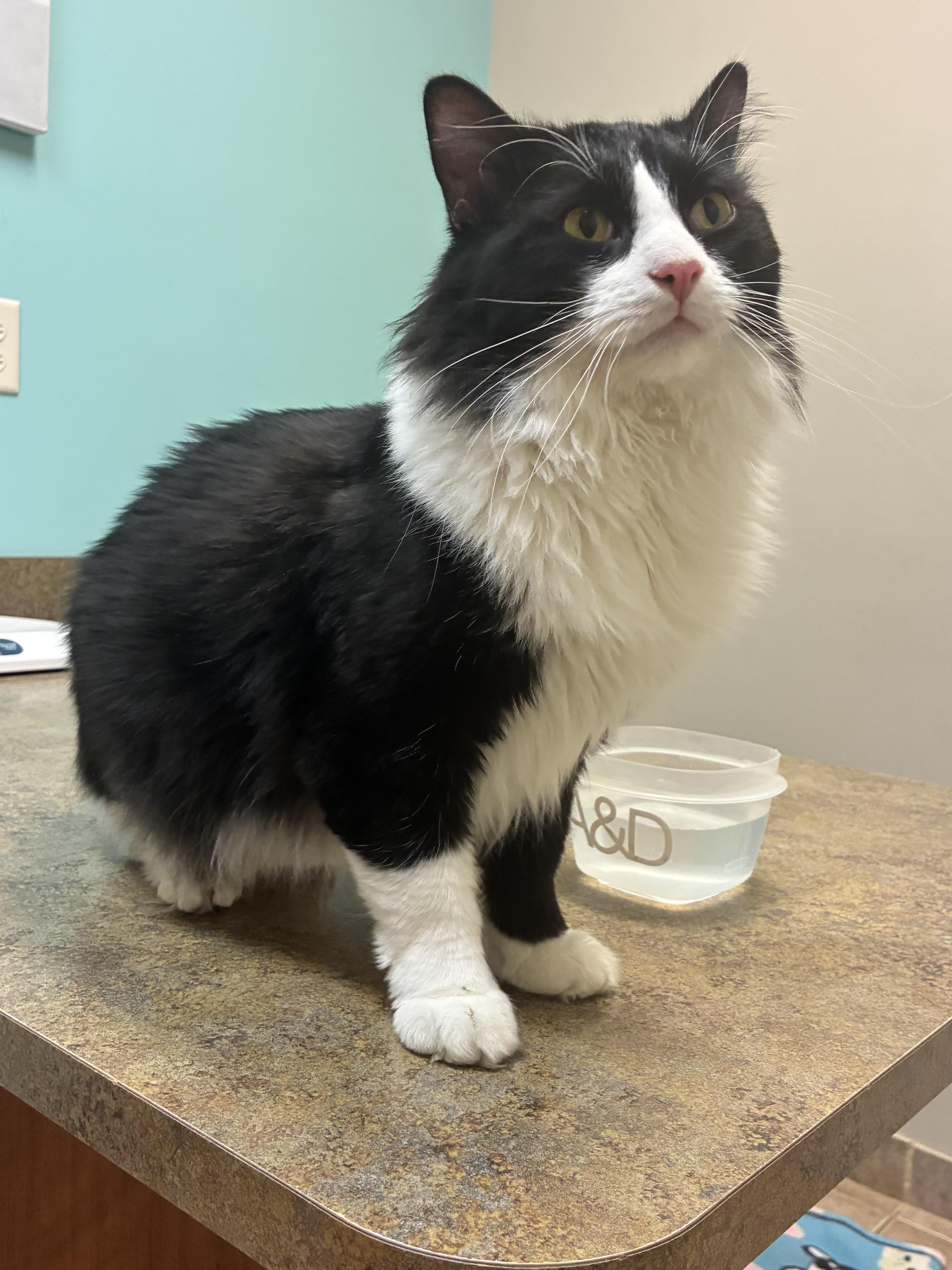 Enlarge Omega, a Adoptable Domestic Long Hair in Ashland, IL image 1/2