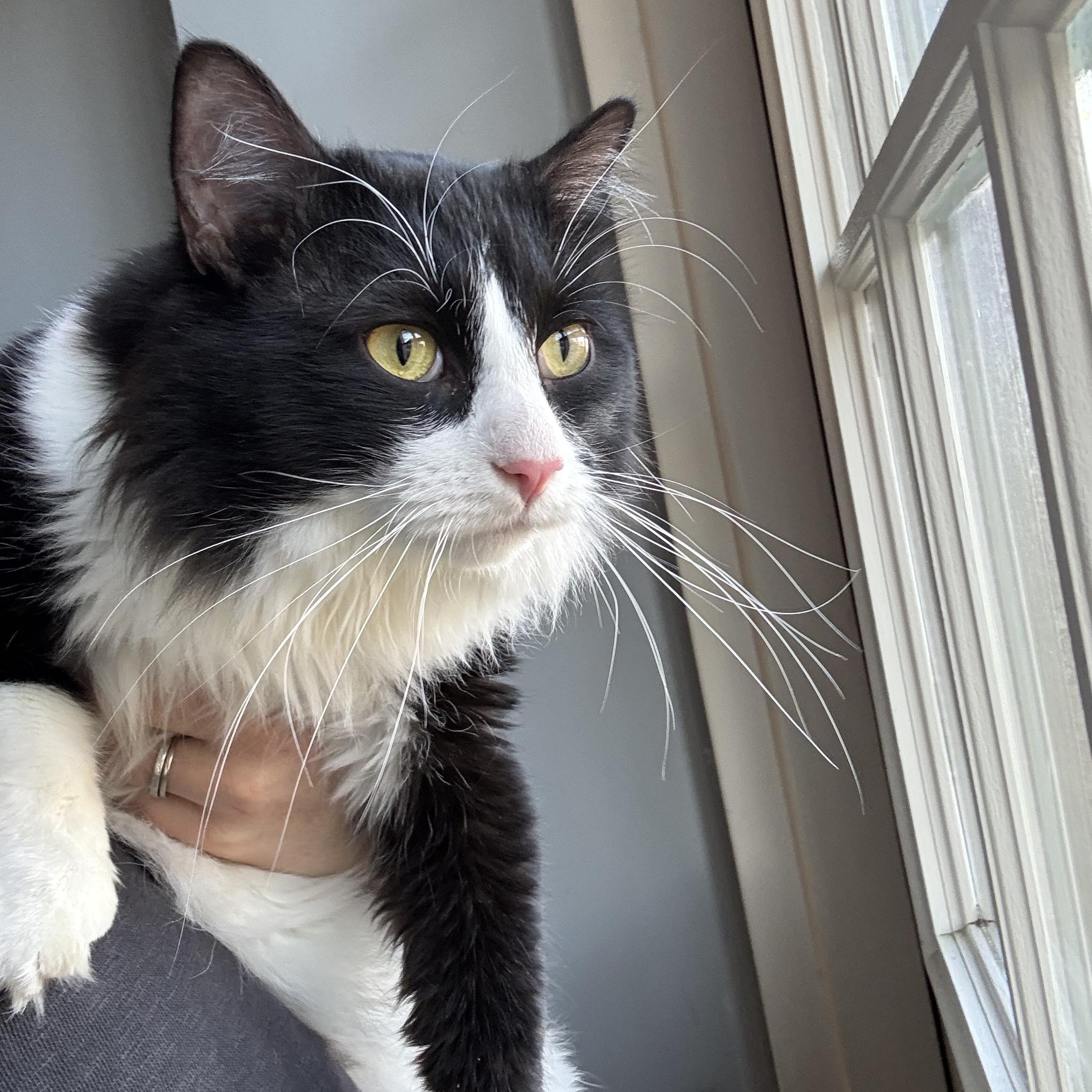 Enlarge Omega, a Adoptable Domestic Long Hair in Ashland, IL image 2/2