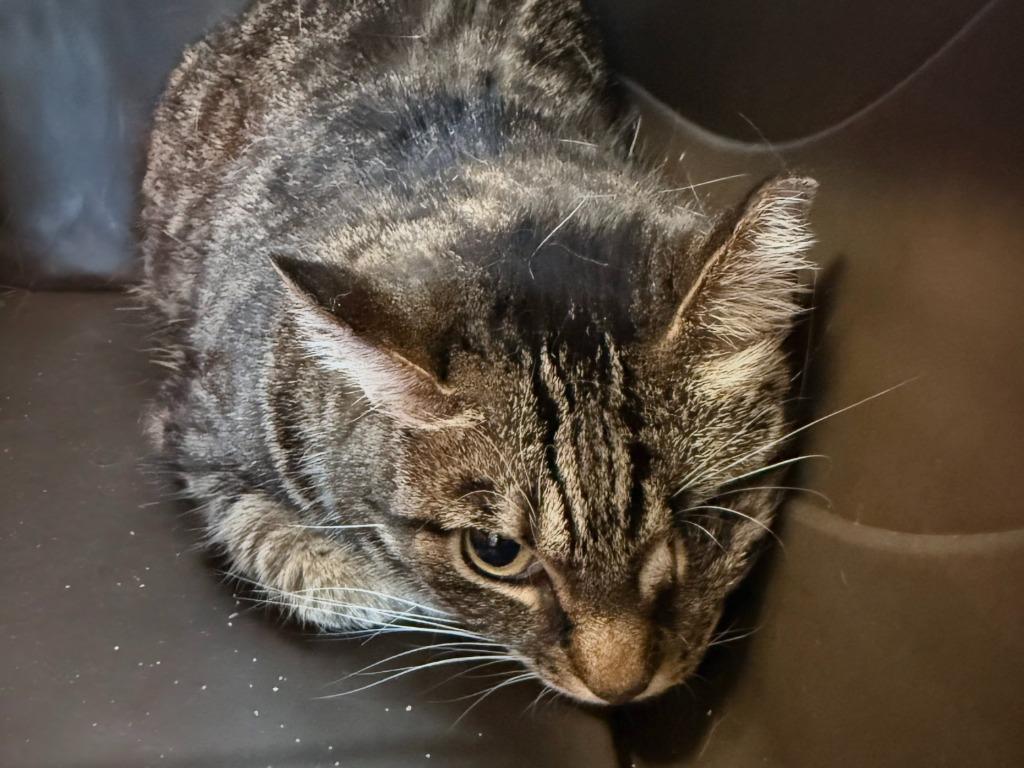 Tigger, Adoptable, Senior Female Domestic Short Hair.