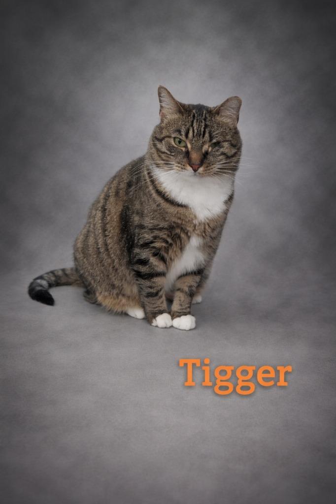 Tigger, a Adoptable mixed breed in Leonardtown, MD image 2/2