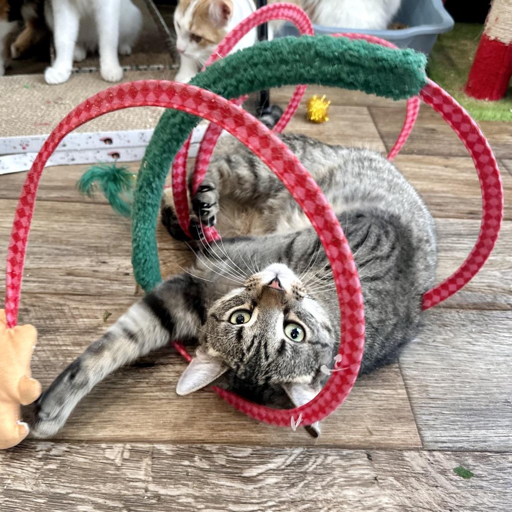 Enlarge Spud, a Adoptable Domestic Short Hair in Leechburg, PA image 1/3