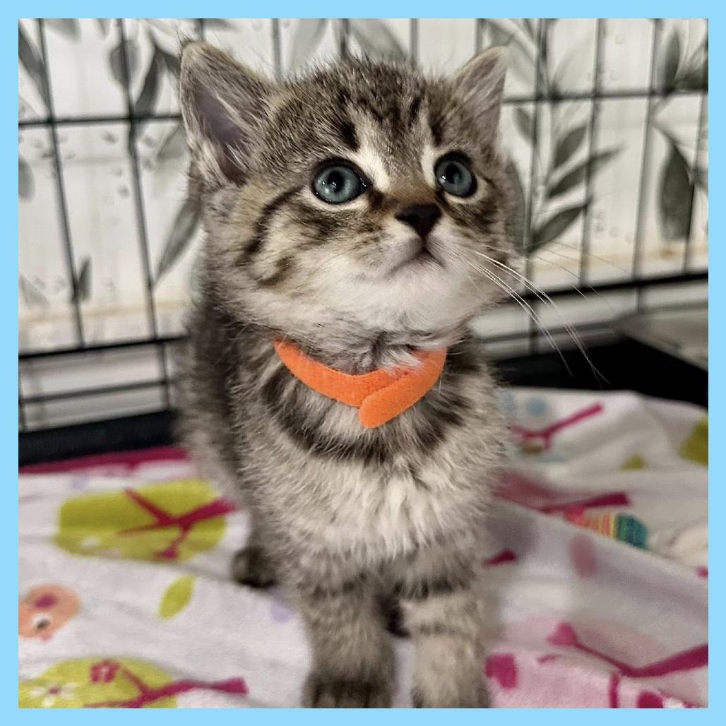 Enlarge Spud, a Adoptable Domestic Short Hair in Leechburg, PA image 2/3