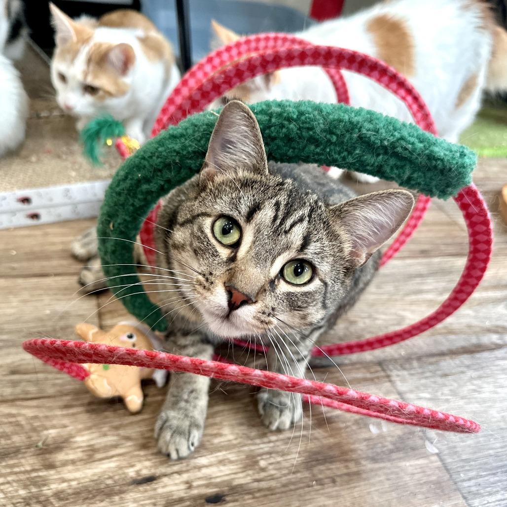 Enlarge Spud, a Adoptable Domestic Short Hair in Leechburg, PA image 3/3