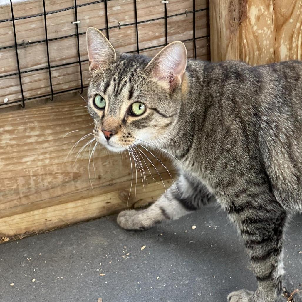 Spud, Adoptable, Young Male Domestic Short Hair.