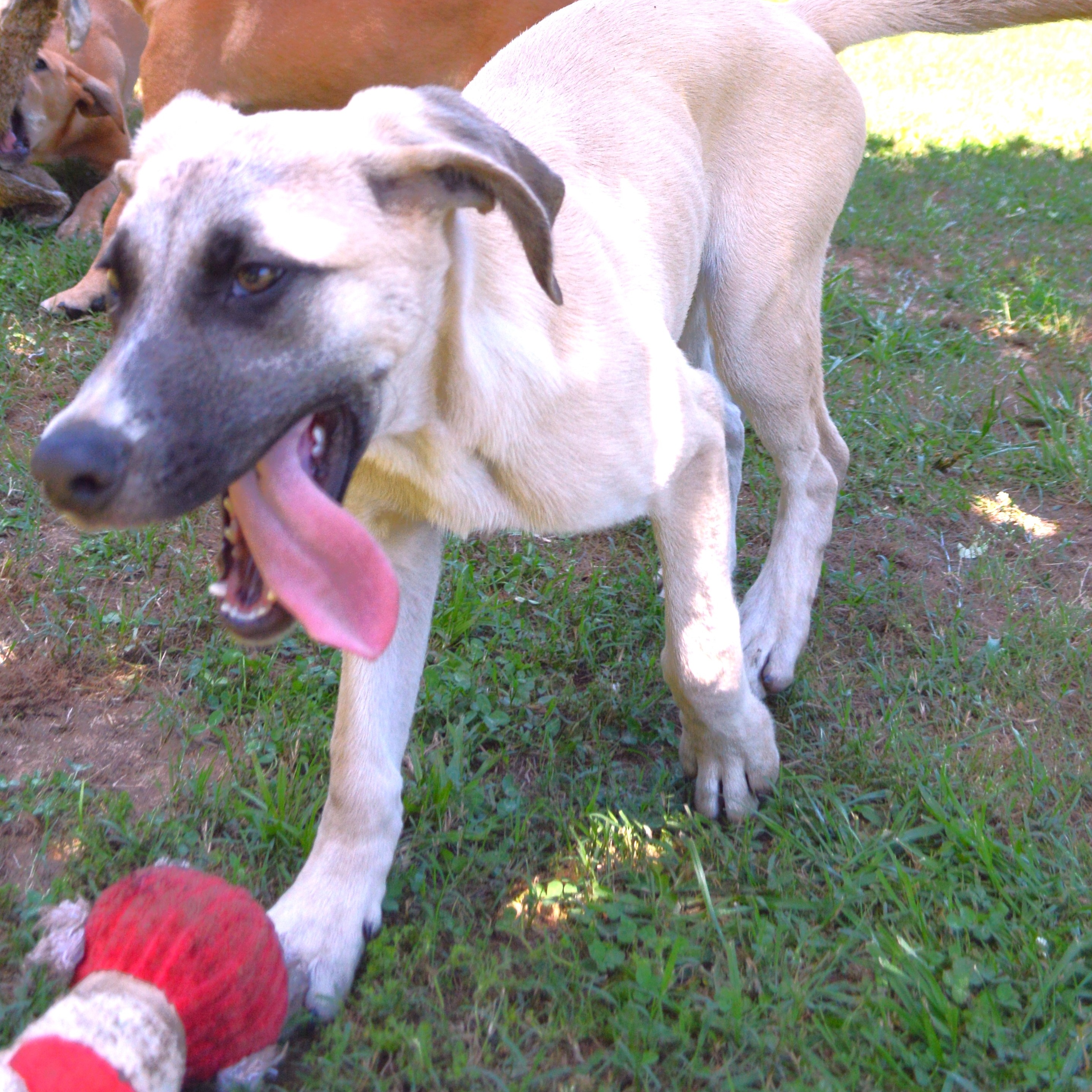 MIKKO, a Adoptable Rhodesian Ridgeback in Athens, AL image 2/6