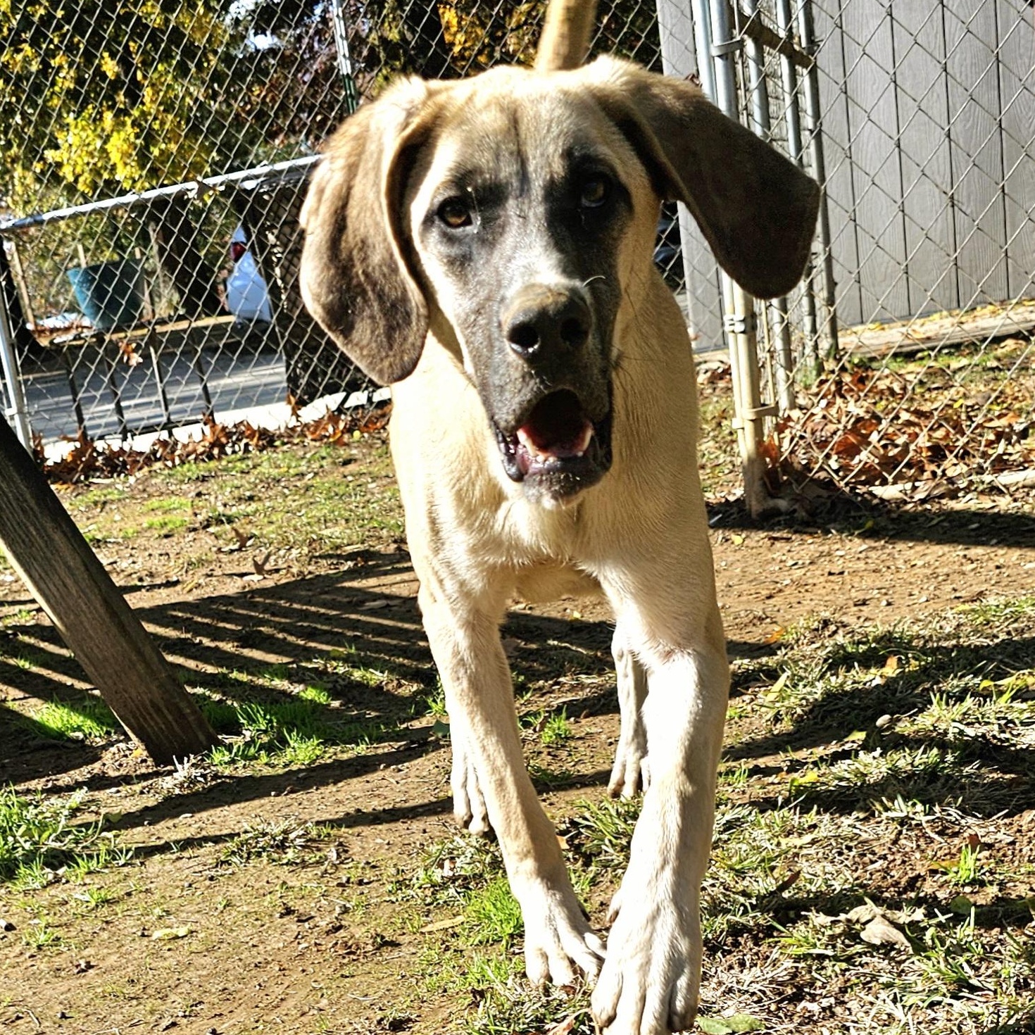 MIKKO, Adoptable, Adult Male Rhodesian Ridgeback.