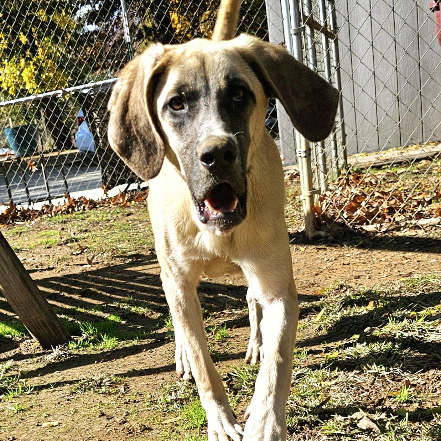 MIKKO, a Adoptable Rhodesian Ridgeback in Athens, AL image 6/6