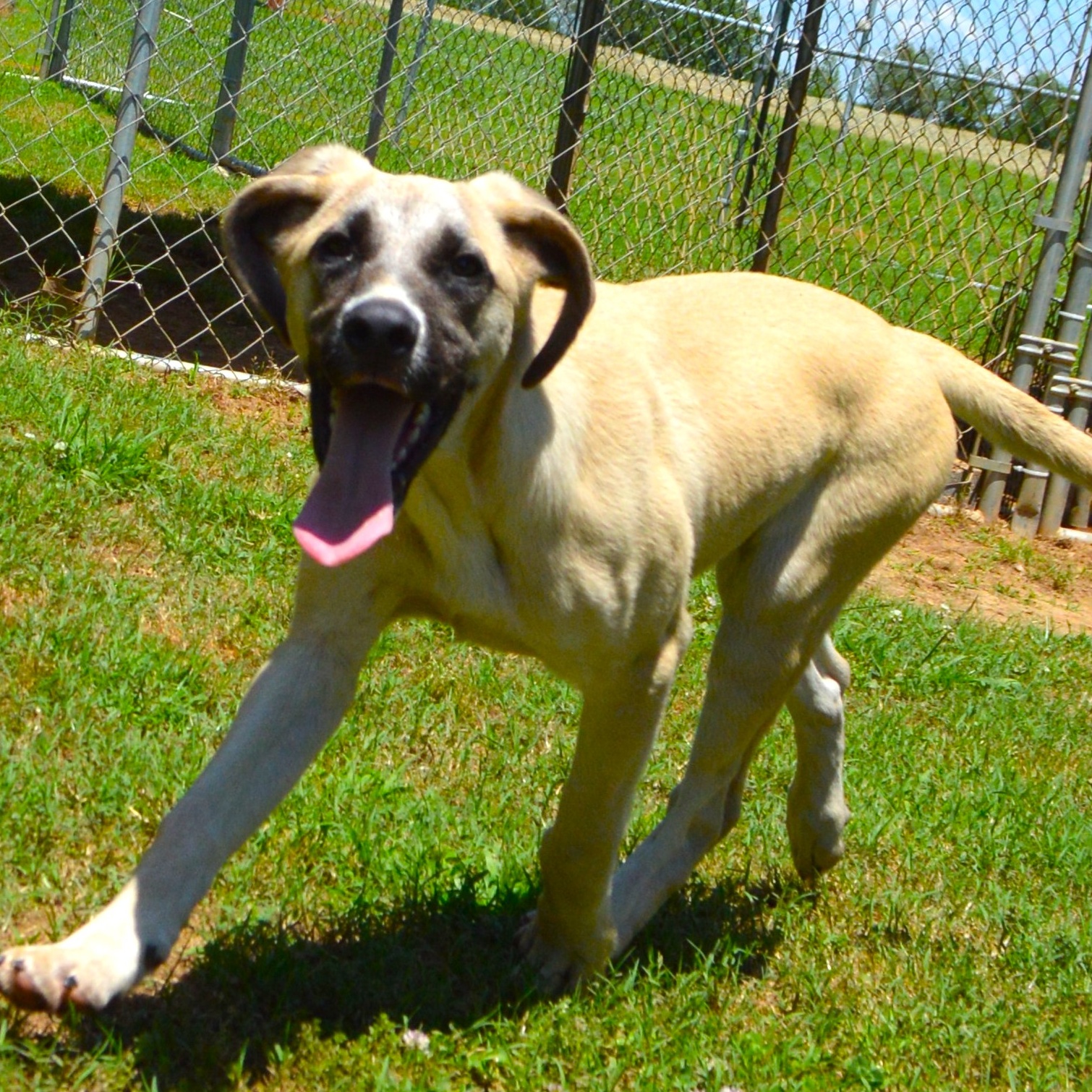 MIKKO, a Adoptable Rhodesian Ridgeback in Athens, AL image 4/6