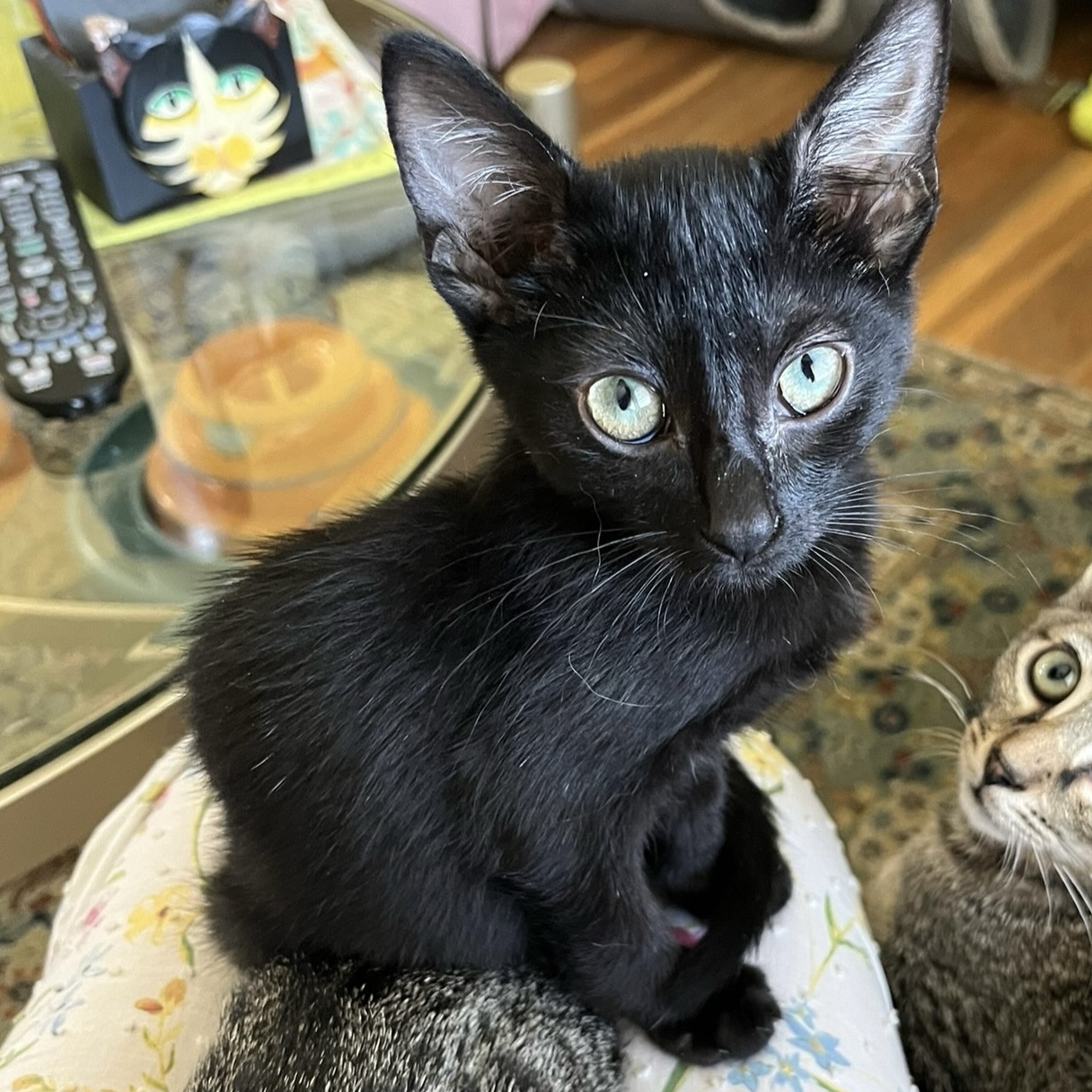 Popcorn (Multiple cat home OK, Dogs OK)