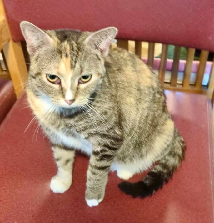 Flash, Adoptable, Adult Female Domestic Short Hair.