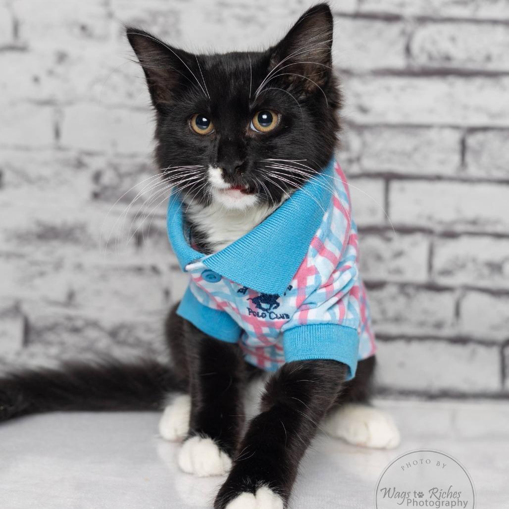 Enlarge Stache, a Adoptable Domestic Medium Hair in Tuscaloosa, AL image 1/3
