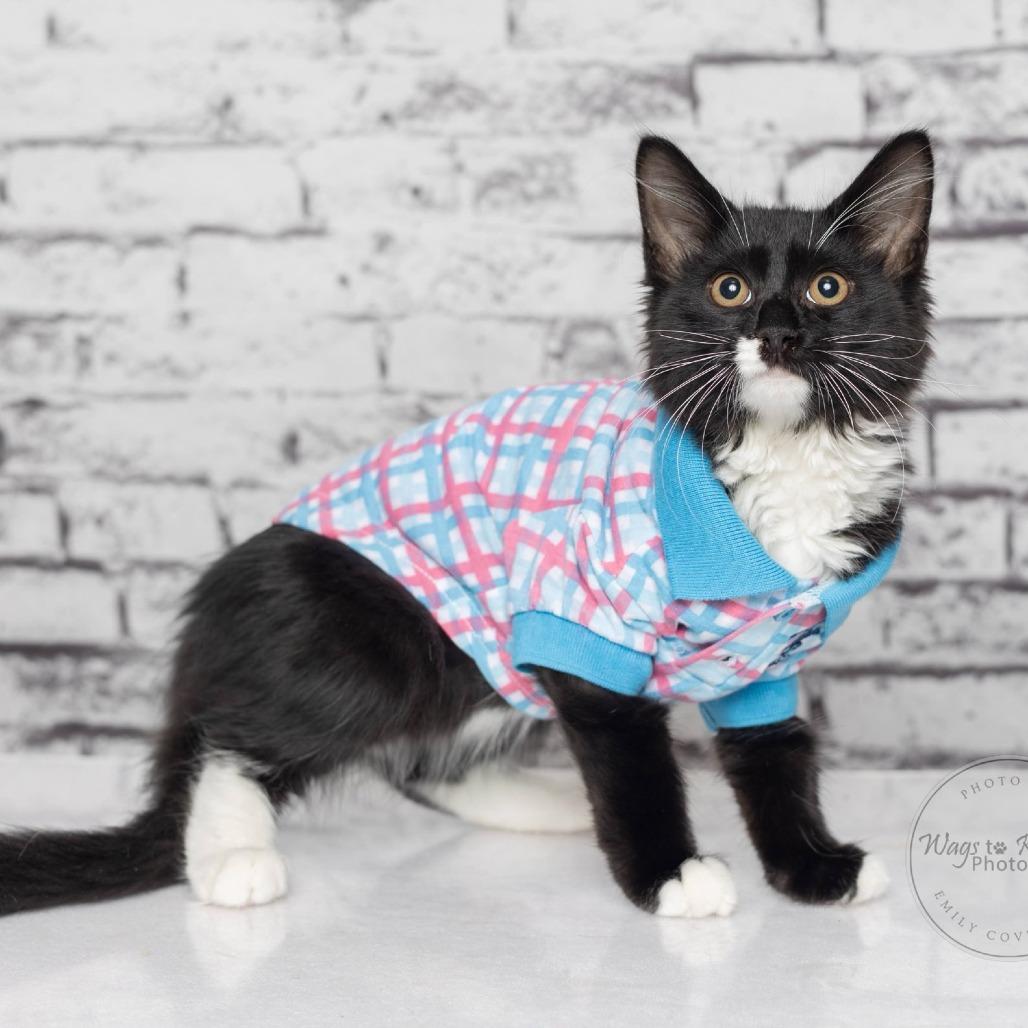 Enlarge Stache, a Adoptable Domestic Medium Hair in Tuscaloosa, AL image 2/3