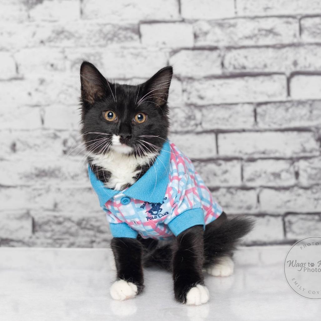 Enlarge Stache, a Adoptable Domestic Medium Hair in Tuscaloosa, AL image 3/3