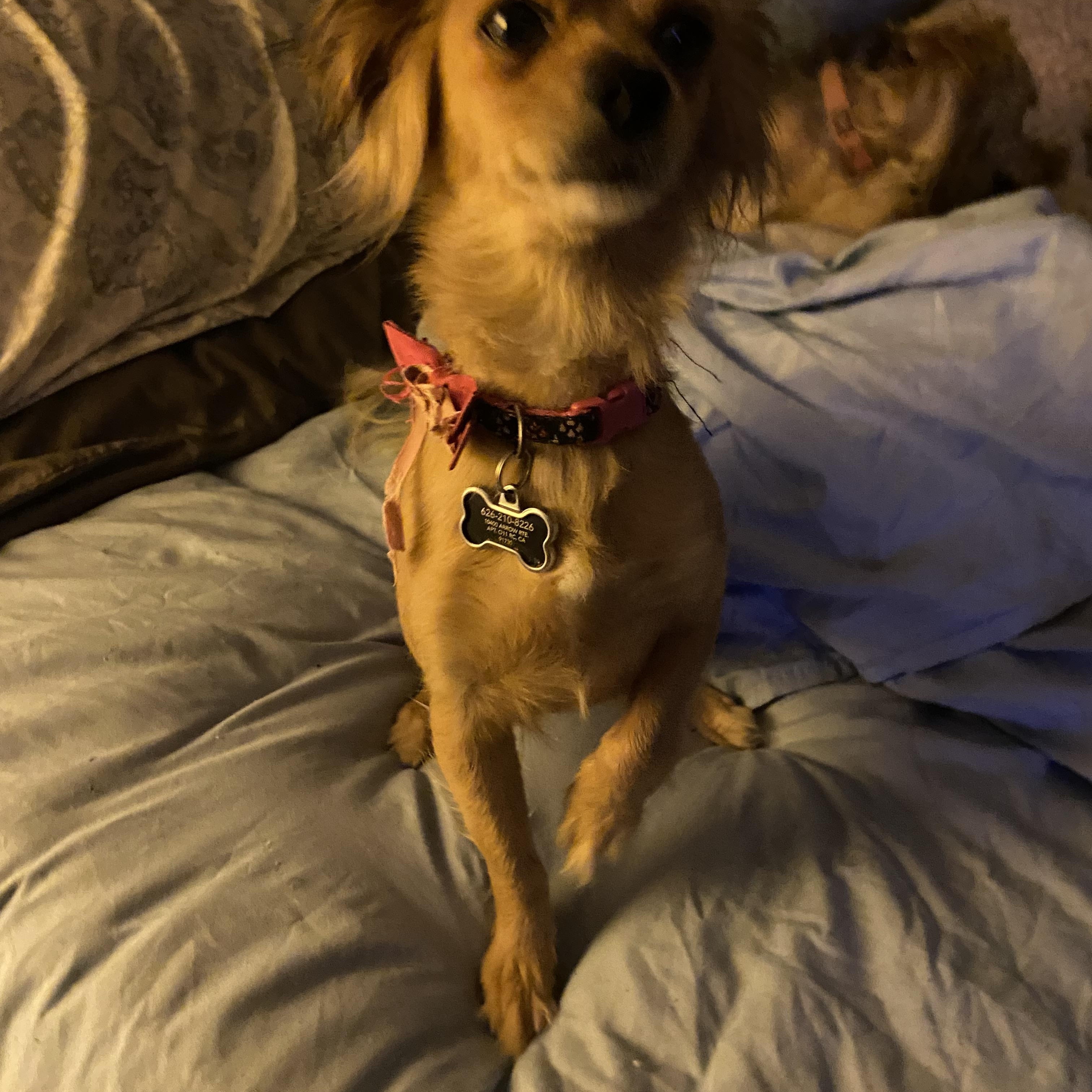 Pimpy, Adoptable, Adult Female Pekingese & Poodle.