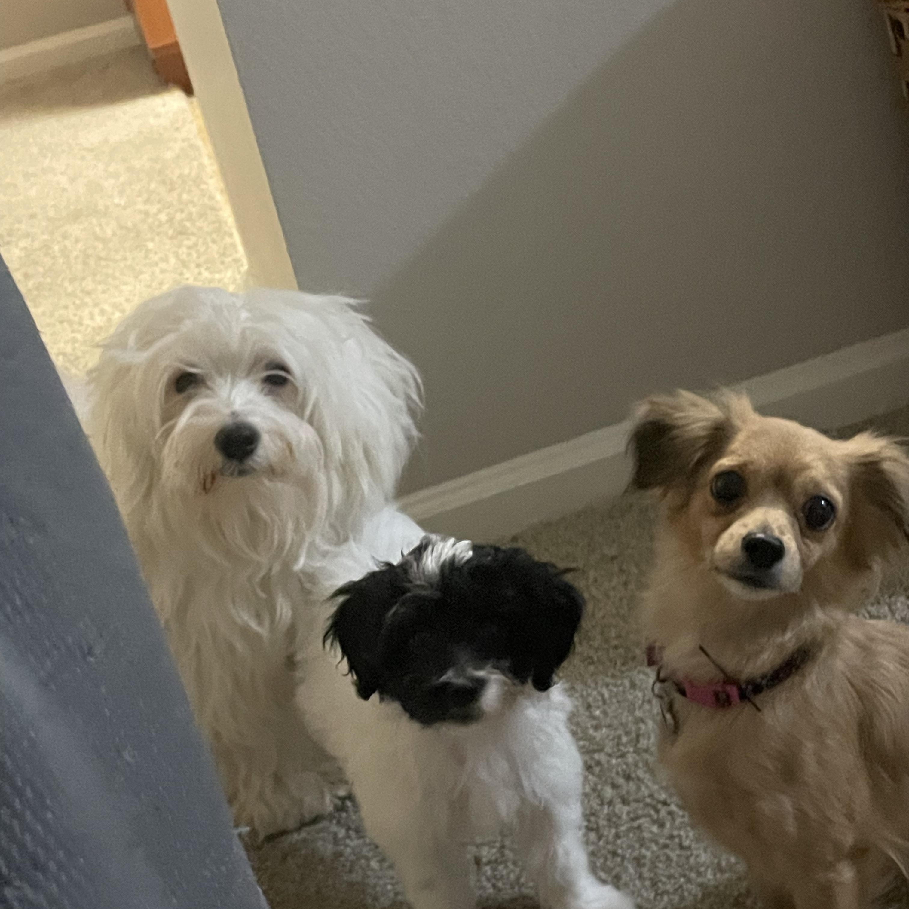 Pimpy, a Adoptable mixed breed in Moreno Valley, CA image 2/4