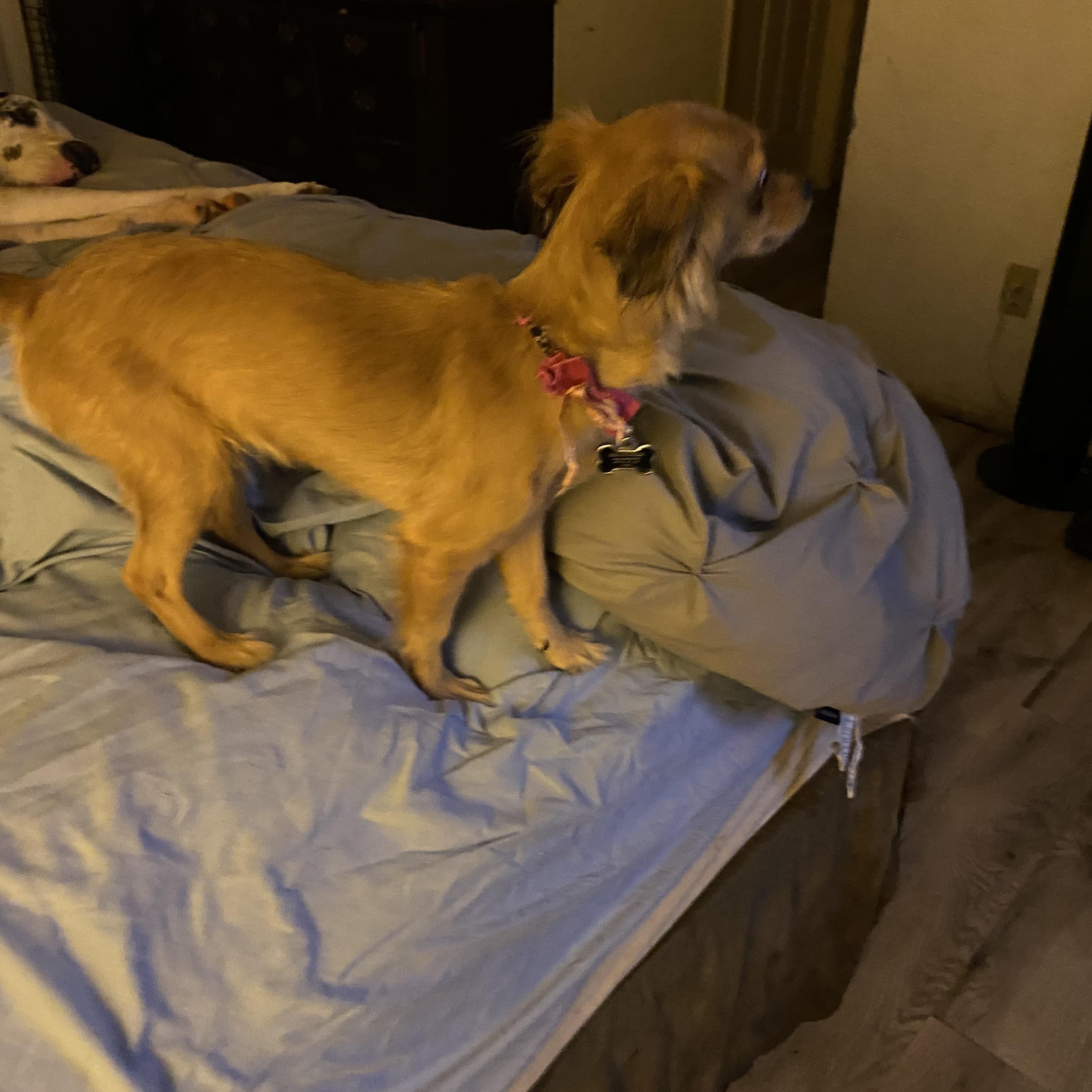 Pimpy, a Adoptable mixed breed in Moreno Valley, CA image 3/4