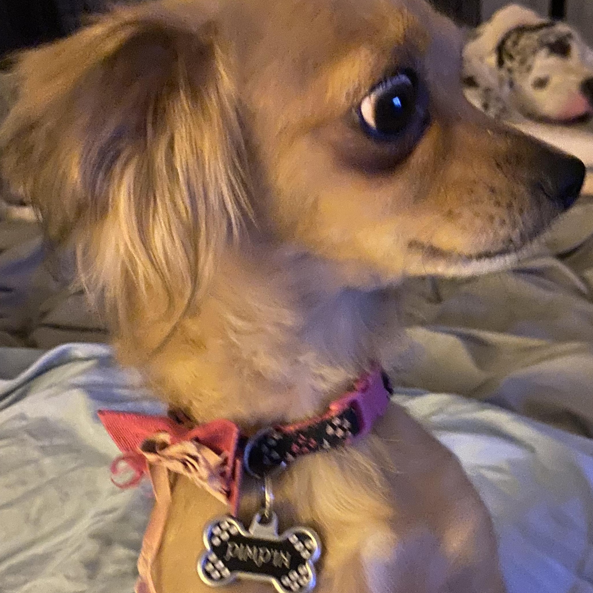 Pimpy, a Adoptable mixed breed in Moreno Valley, CA image 4/4