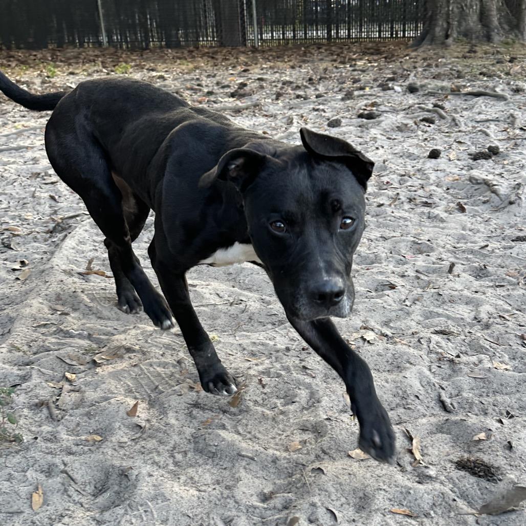 Enlarge Blitz, a Adoptable Mixed Breed in Gainesville, FL image 1/6