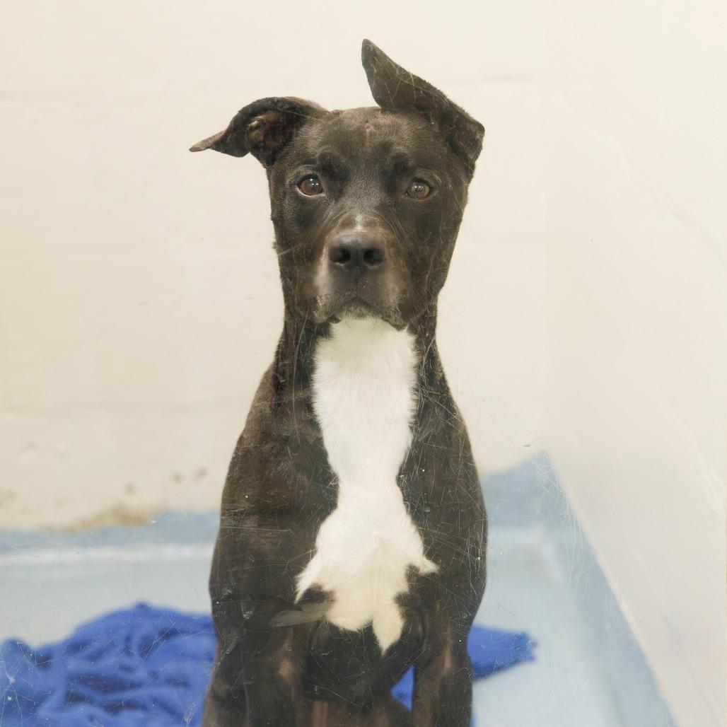 Enlarge Blitz, a Adoptable Mixed Breed in Gainesville, FL image 2/6