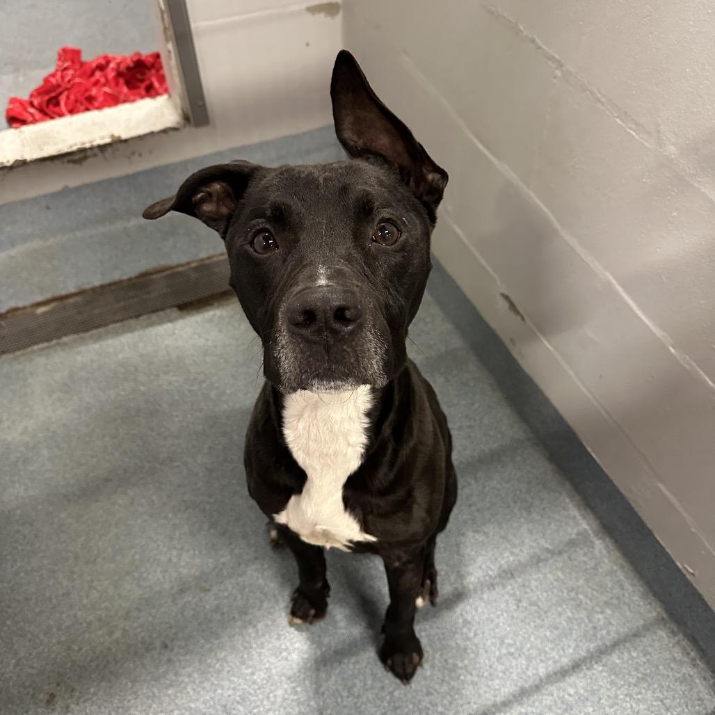 Enlarge Blitz, a Adoptable Mixed Breed in Gainesville, FL image 4/6