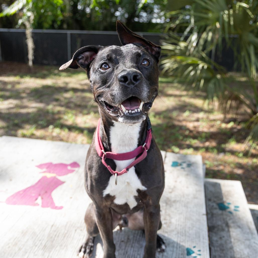 Enlarge Blitz, a Adoptable Mixed Breed in Gainesville, FL image 3/6
