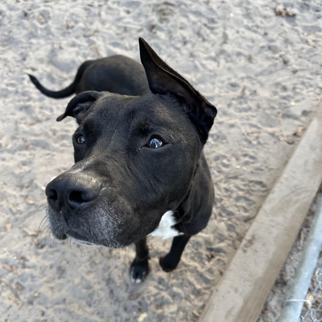 Enlarge Blitz, a Adoptable Mixed Breed in Gainesville, FL image 5/6