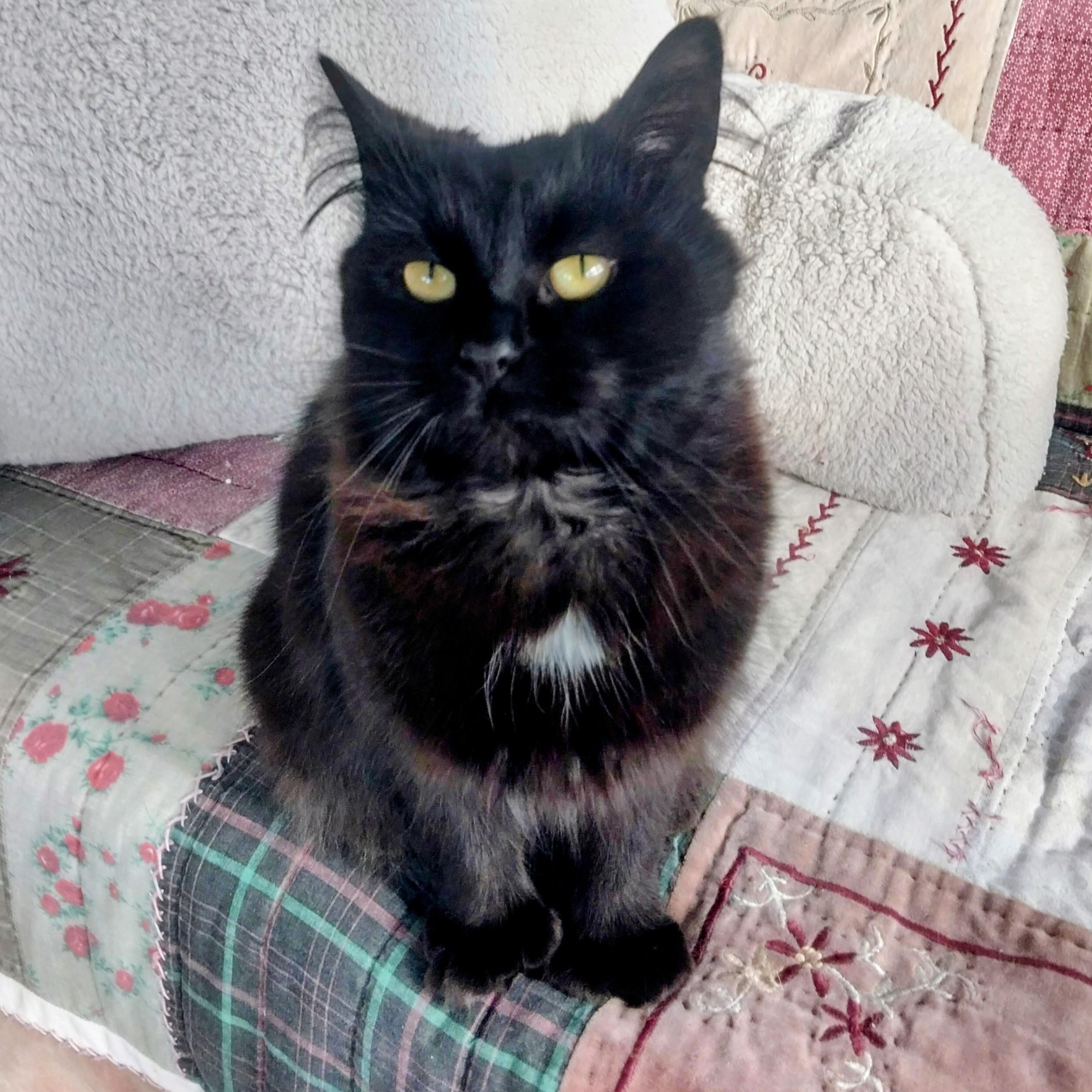 Enlarge Twinkle (Courtesy Post), a Adoptable Domestic Long Hair in Oswego, NY image 3/4