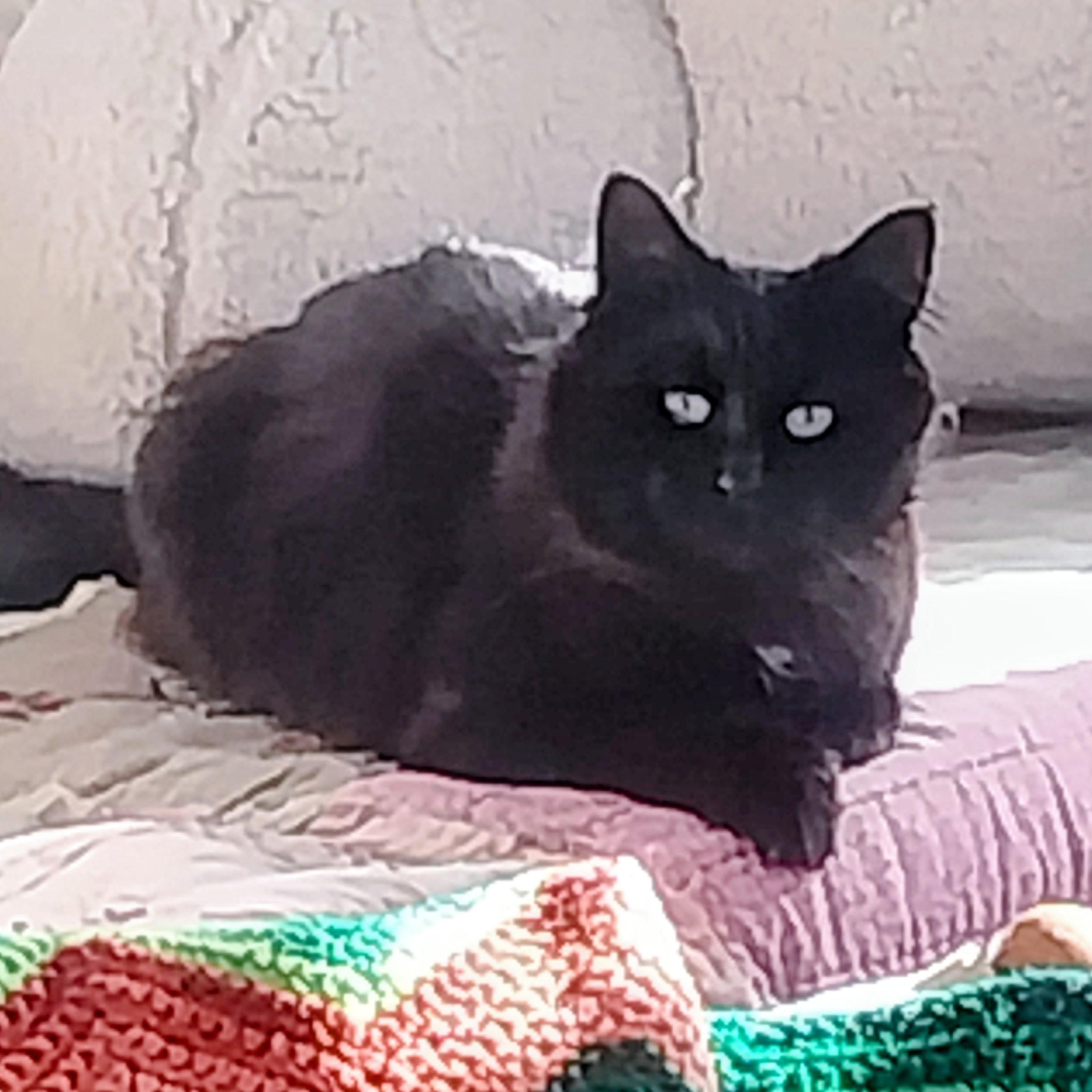 Enlarge Twinkle (Courtesy Post), a Adoptable Domestic Long Hair in Oswego, NY image 1/4