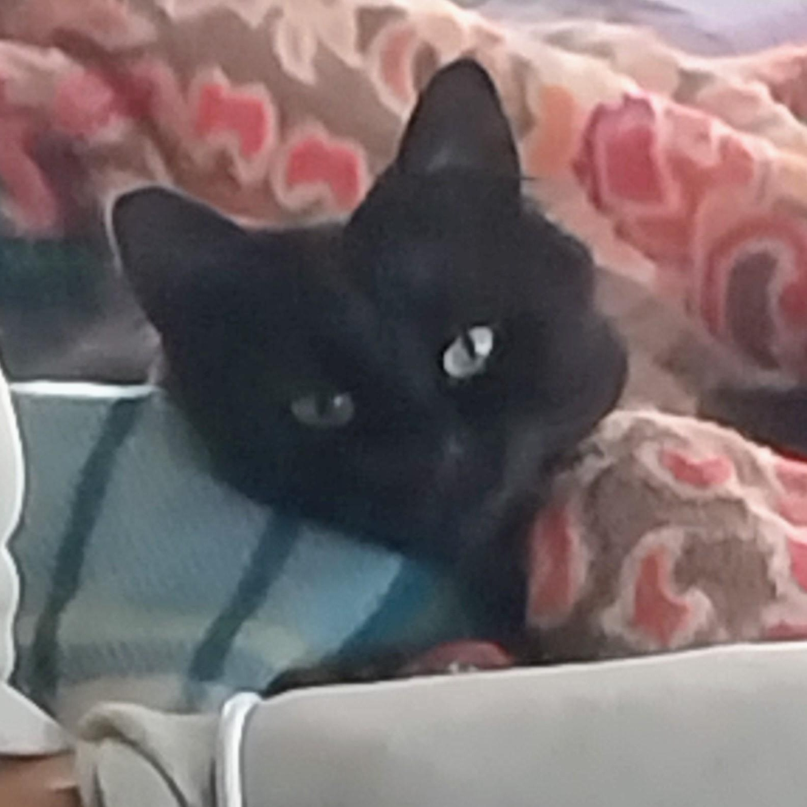 Enlarge Twinkle (Courtesy Post), a Adoptable Domestic Long Hair in Oswego, NY image 4/4