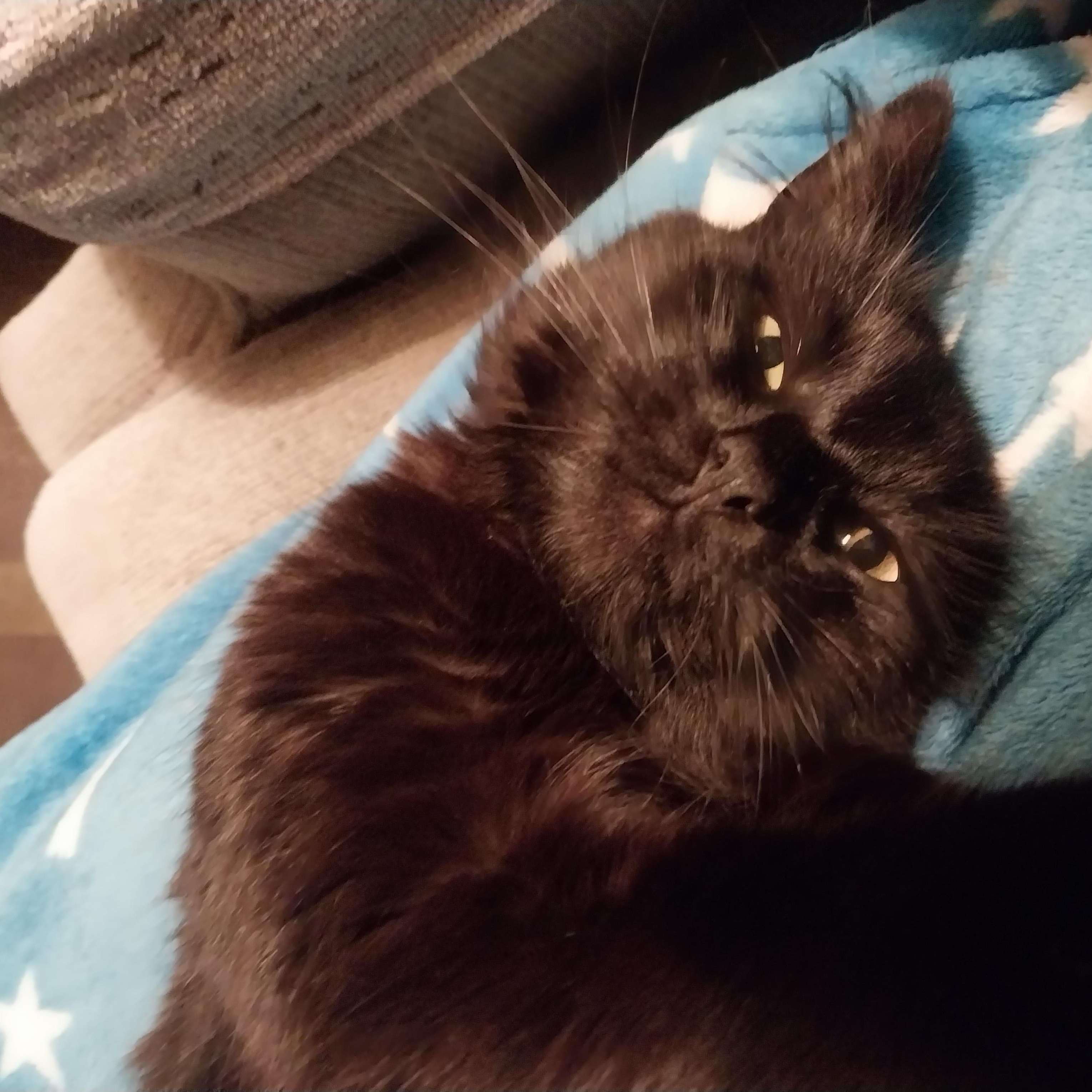 Enlarge Twinkle (Courtesy Post), a Adoptable Domestic Long Hair in Oswego, NY image 2/4