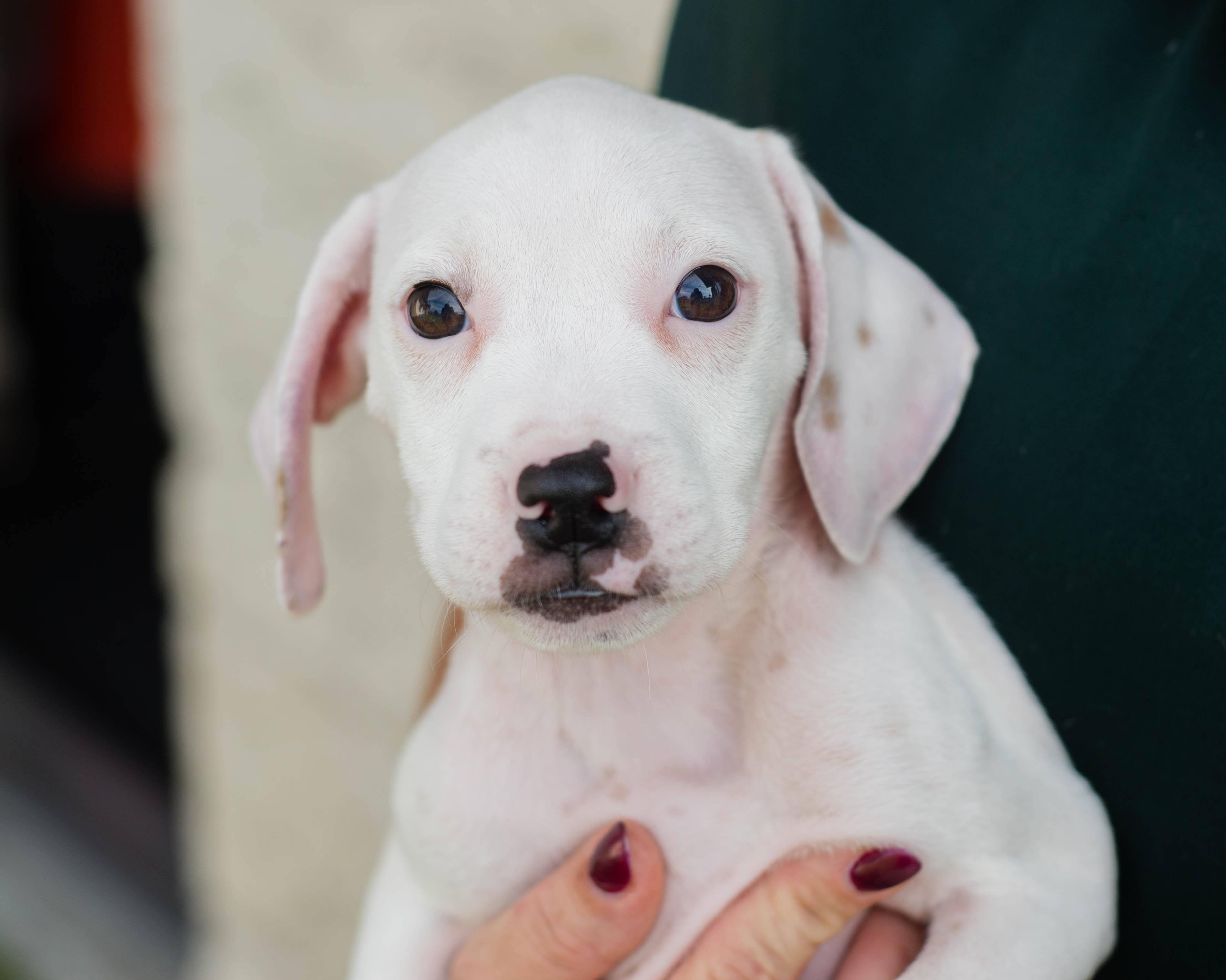 Enlarge Inkblot, a Adoptable mixed breed in Mont Belvieu, TX image 1/1