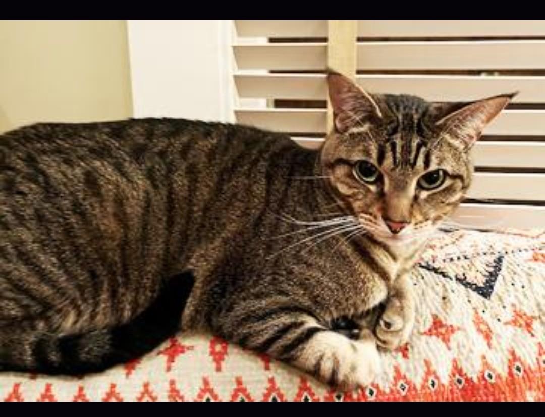 Enlarge Sweet Seven--- URGENT:, a ADOPTABLE Domestic Short Hair in New Orleans, LA image 6/6