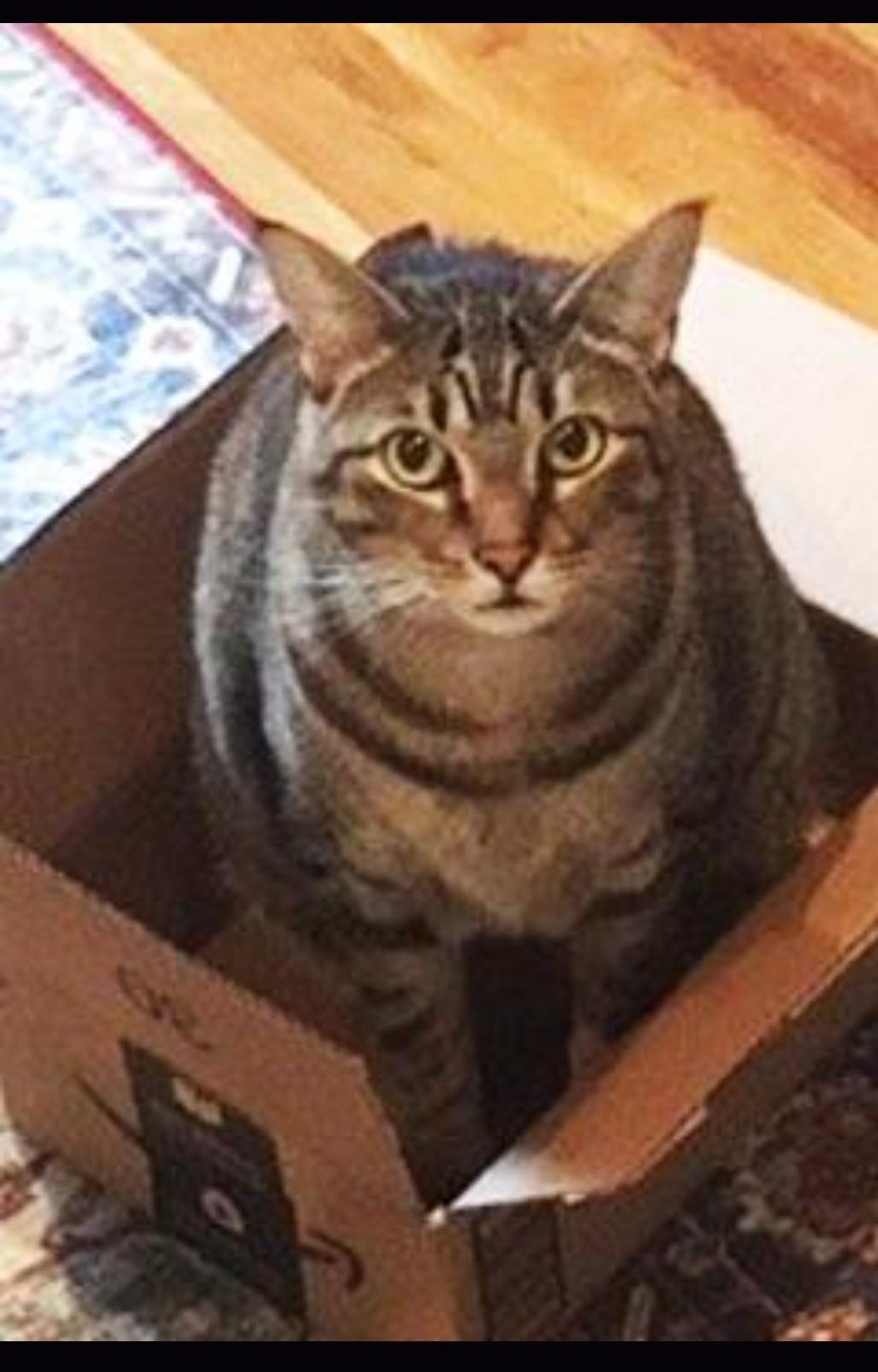 Enlarge Sweet Seven--- URGENT:, a ADOPTABLE Domestic Short Hair in New Orleans, LA image 3/6