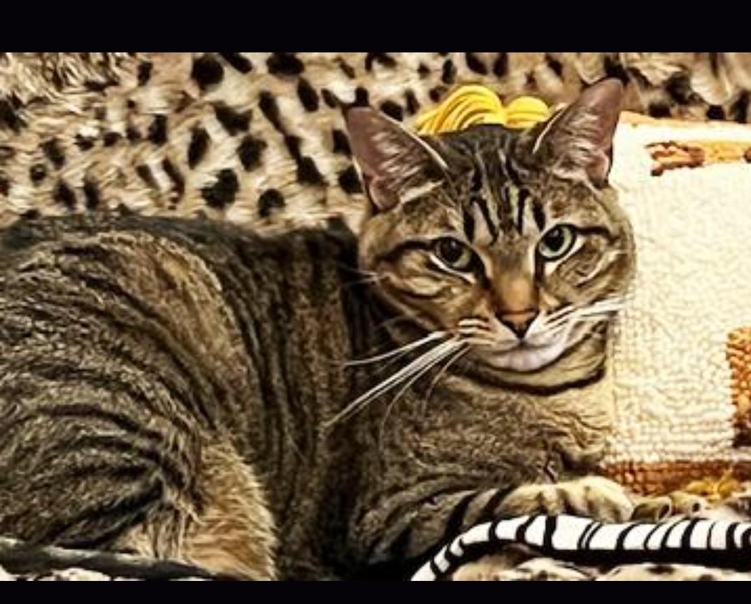 Enlarge Sweet Seven--- URGENT:, a ADOPTABLE Domestic Short Hair in New Orleans, LA image 4/6