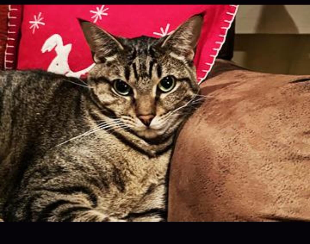 Enlarge Sweet Seven--- URGENT:, a ADOPTABLE Domestic Short Hair in New Orleans, LA image 1/6