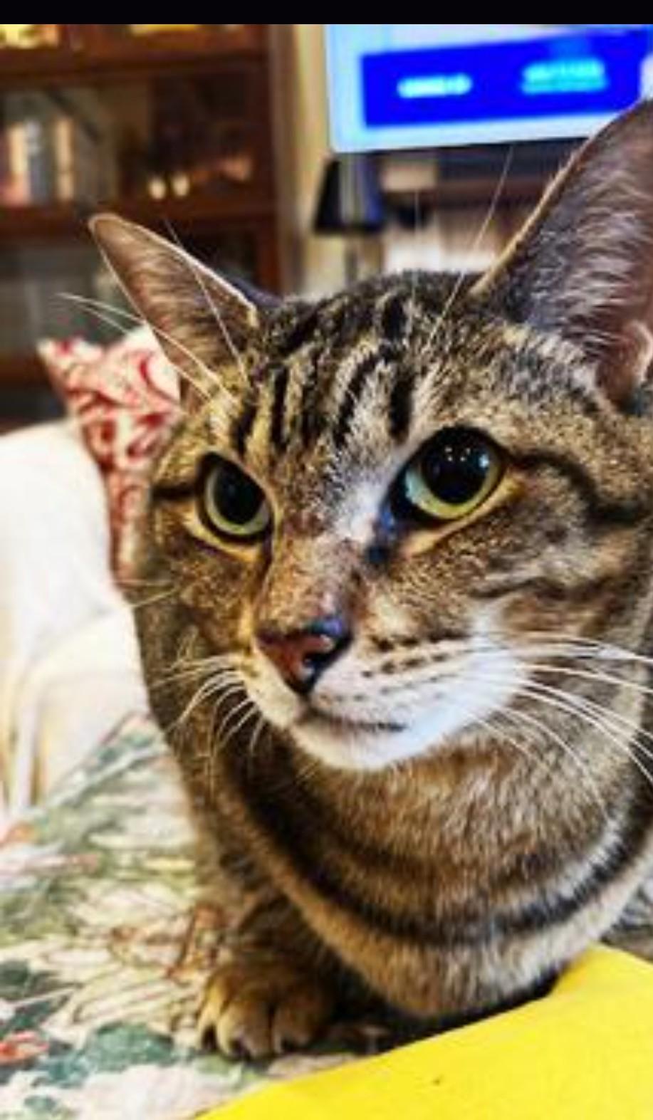 Enlarge Sweet Seven--- URGENT:, a ADOPTABLE Domestic Short Hair in New Orleans, LA image 5/6