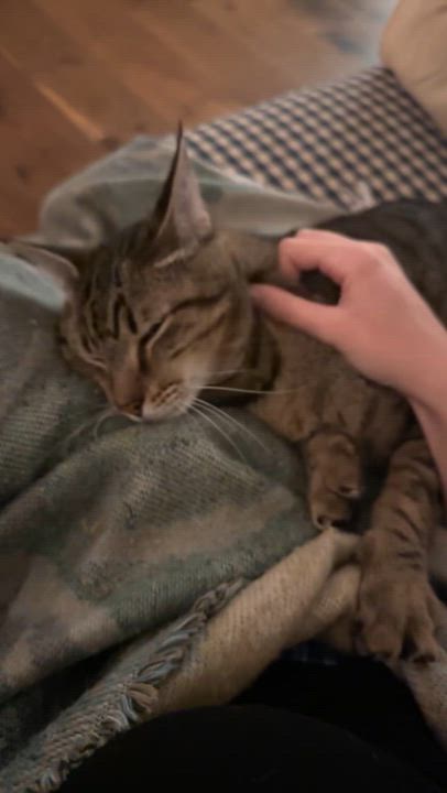 Enlarge Sweet Seven--- URGENT:, a ADOPTABLE Domestic Short Hair in New Orleans, LA video 2/6