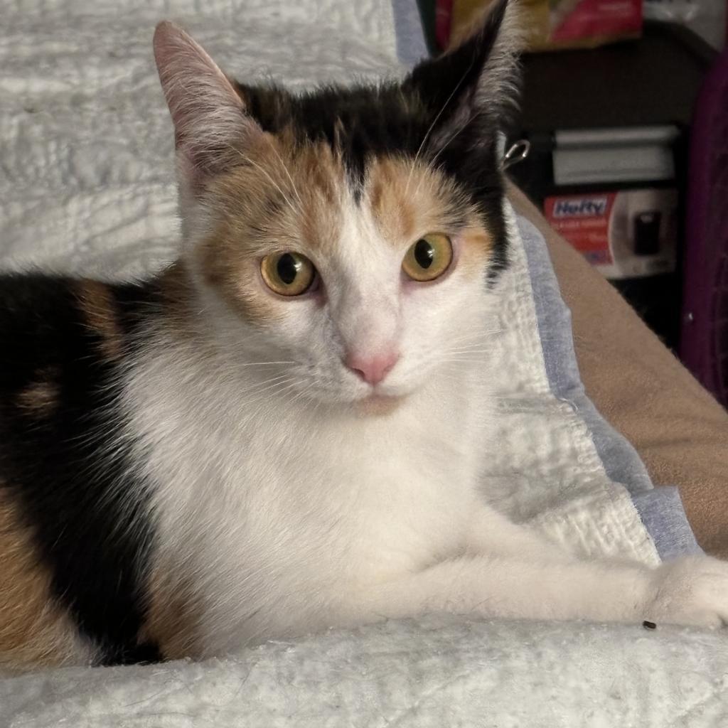 Enlarge Ruby, a Adoptable Domestic Short Hair in Greenfield, IN image 1/1