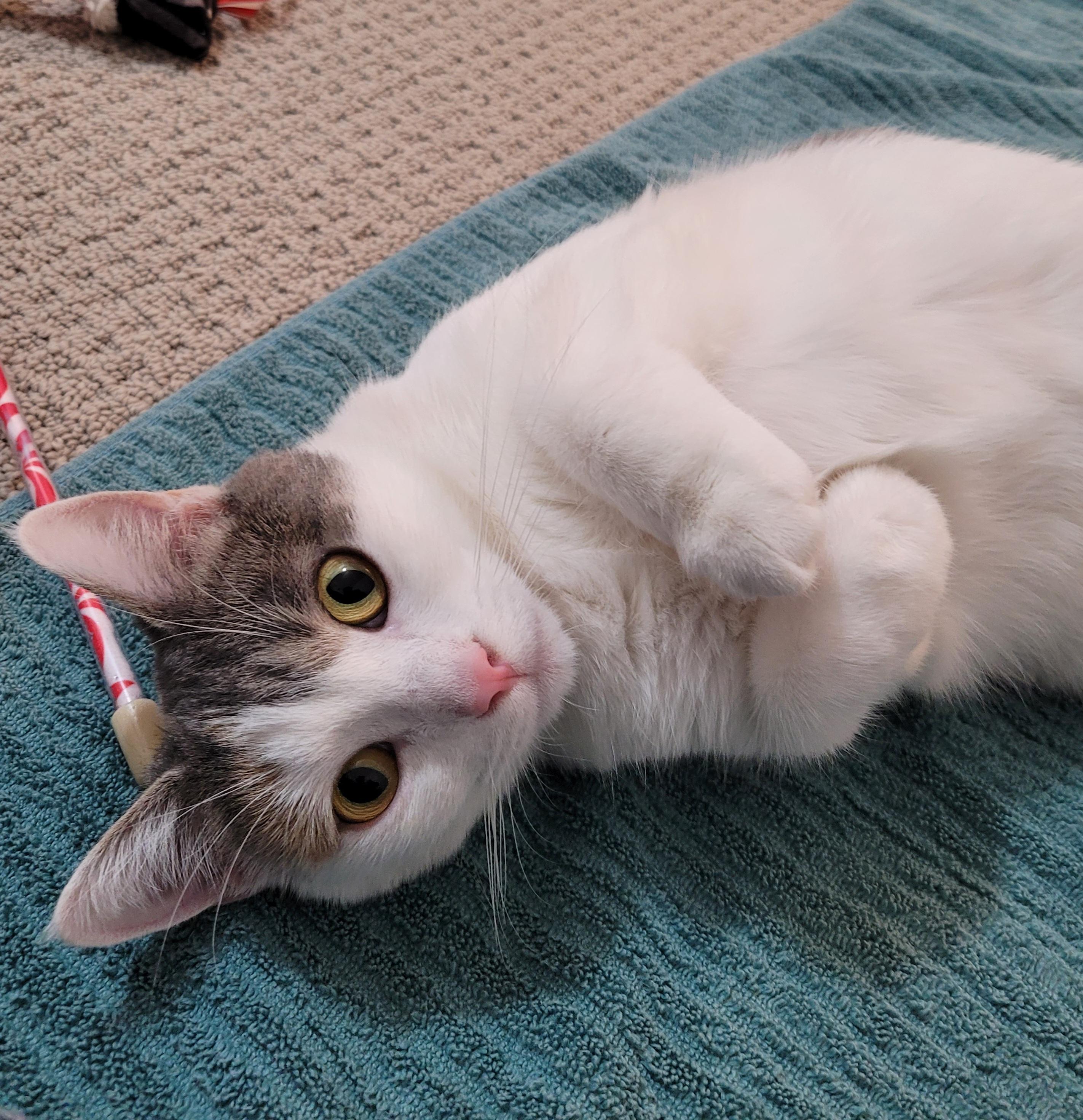 Marilyn "Meow", a Adoptable mixed breed in Murfreesboro, TN image 1/5