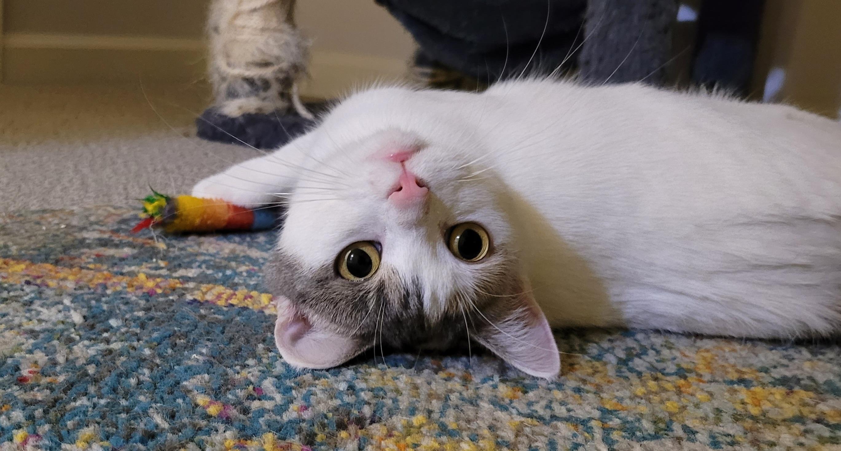 Marilyn "meow" thumbnail 5