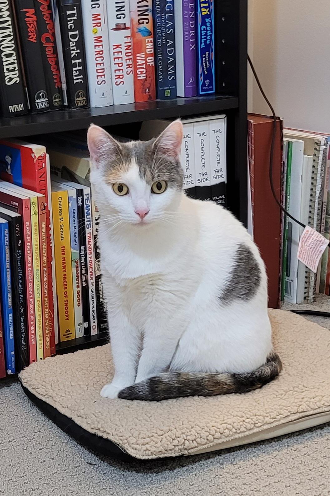 Marilyn "Meow", Adoptable, Adult Female Domestic Short Hair.